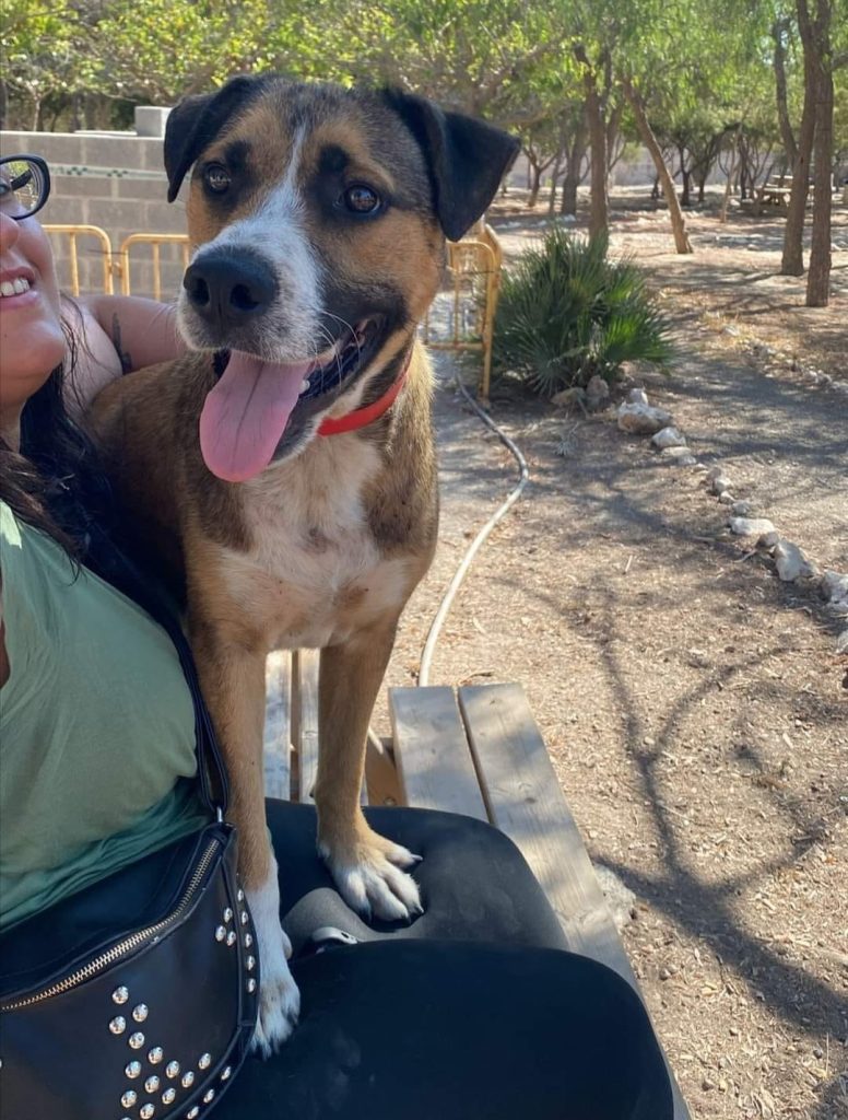 THOR Paws for the Cause Rescue